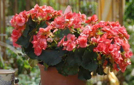 ���Ļ����������˵�� ���������Ļ�Ϊʲô������