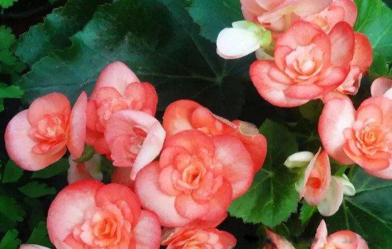 ���Ļ����������˵�� ���������Ļ�Ϊʲô������