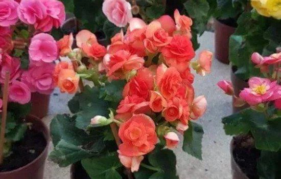 ���Ļ����������˵�� ���������Ļ�Ϊʲô������