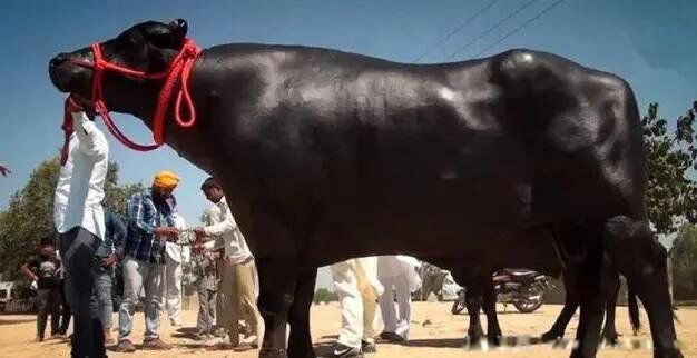 �յ�ţ��ʲô��˼ ��ʲôţ��ֵ����Ǯ