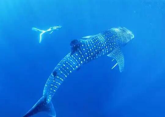 �յ�ţ��ʲô��˼ ��ʲôţ��ֵ����Ǯ