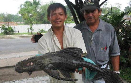 ���������Գ��� Ϊʲô���ܳԴ���Σ����