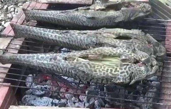 ���������Գ��� Ϊʲô���ܳԴ���Σ����