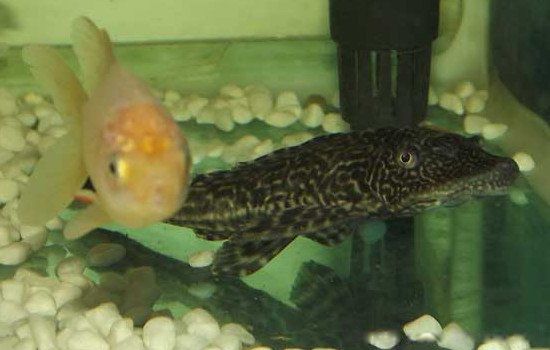 ���������Գ��� Ϊʲô���ܳԴ���Σ����