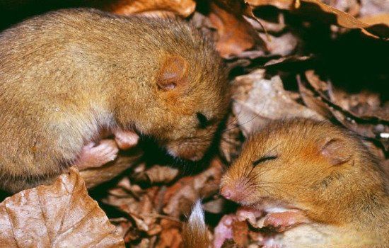 ���ߵĶ�������Щ 15�ֳ����Ķ��߶���