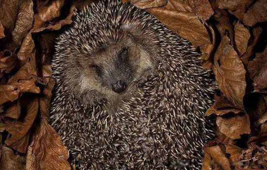 ���ߵĶ�������Щ 15�ֳ����Ķ��߶���