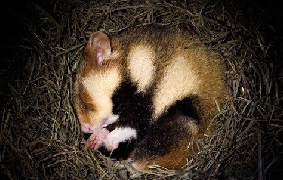 ���ߵĶ�������Щ 15�ֳ����Ķ��߶���