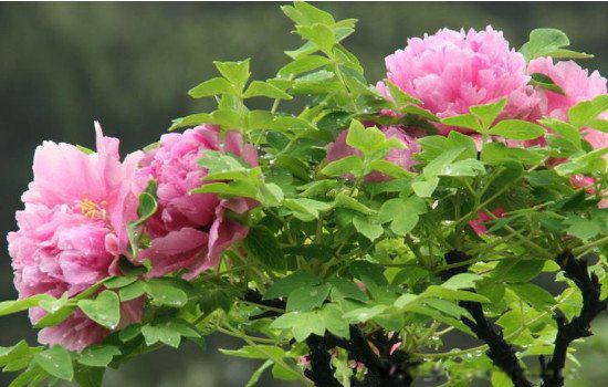 我国的国花是什么花 国花是不是牡丹花
