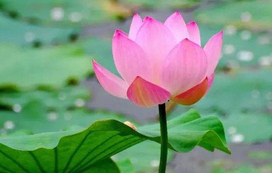 我国的国花是什么花 国花是不是牡丹花