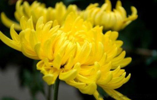 我国的国花是什么花 国花是不是牡丹花