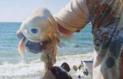 ʮ����춯�����а� �ֲ�������������ͼƬ