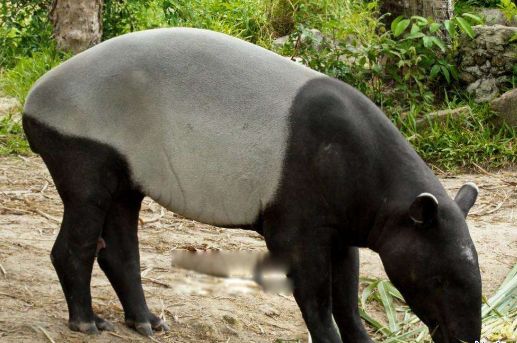 ʮ����춯�����а� �ֲ�������������ͼƬ