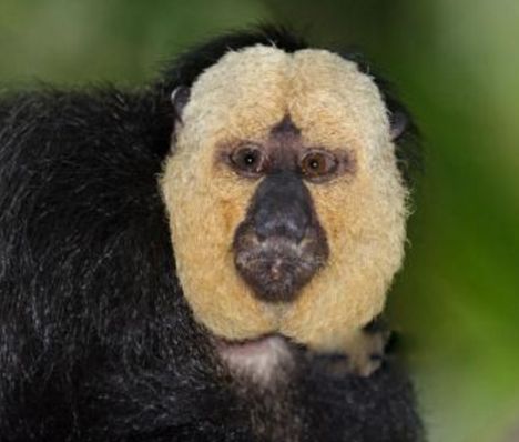 ʮ����춯�����а� �ֲ�������������ͼƬ