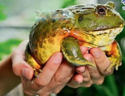 ʮ����춯�����а� �ֲ�������������ͼƬ