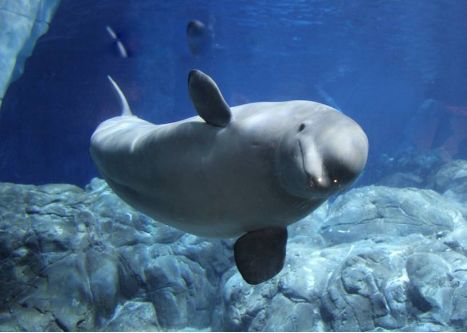 ʮ����춯�����а� �ֲ�������������ͼƬ