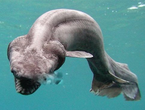 ʮ����춯�����а� �ֲ�������������ͼƬ