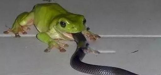 ʳ������ʲô���� ��Զ��ߵ�ʳ���ܽ���