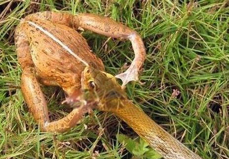 ʳ������ʲô���� ��Զ��ߵ�ʳ���ܽ���