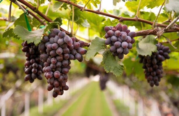 �β���ʲôˮ���� 8��ˮ���Ǹβ�����