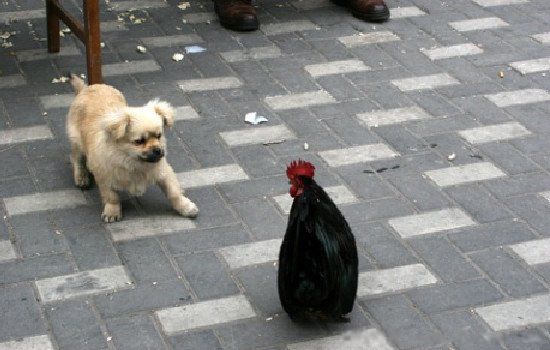 属鸡的和什么属相相克 与鸡相冲相克是什么生肖