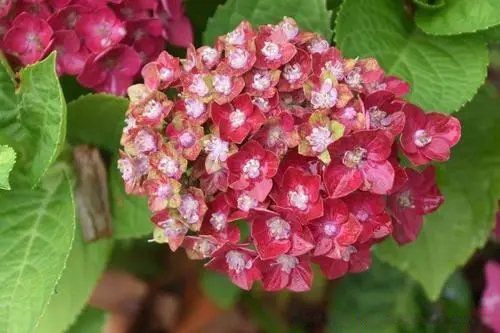 绣球花招鬼吗 为什么绣球花叫死人花