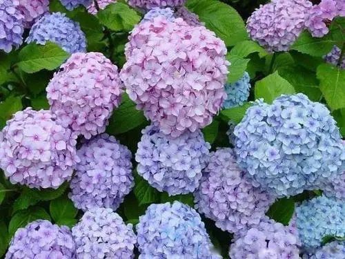 绣球花招鬼吗 为什么绣球花叫死人花