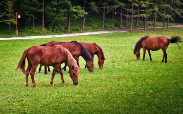 ţ����ɶ��˼�������� ����ţ���������������˵�