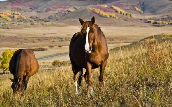 ţ����ɶ��˼�������� ����ţ���������������˵�