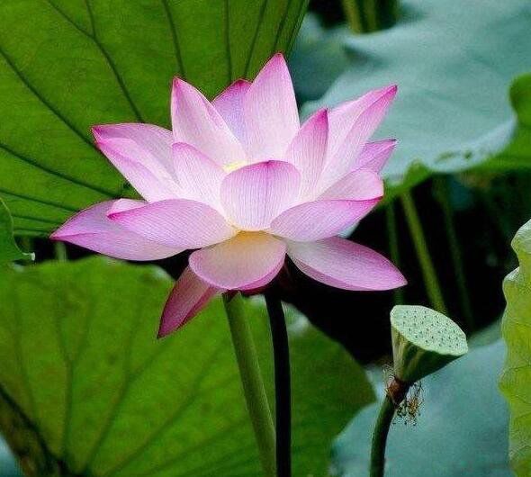 ��Ҷ���̳�ʲô��ͼƬ �Ϲ�������Ҷ������ʲô��