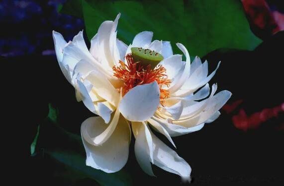 ��Ҷ���̳�ʲô��ͼƬ �Ϲ�������Ҷ������ʲô��