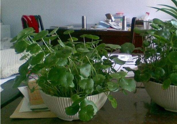 ��ͷ��ʲô�����й� �������й��İ��ֶ���