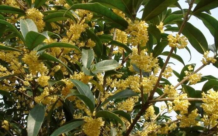 ��լ��ľ����Щ �Ĵ���լ֮���й�����