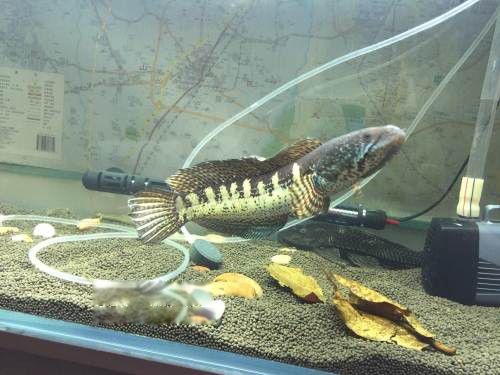 �ƽ��۾�����������Ҫ���ĸ� ������ô�����Ŀ�