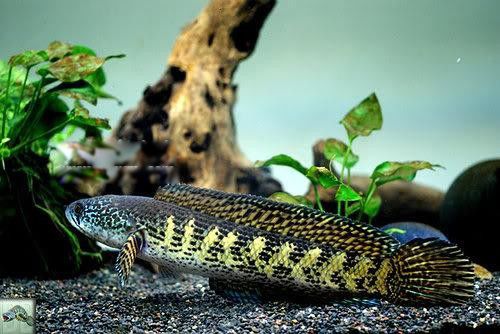 �ƽ��۾�����������Ҫ���ĸ� ������ô�����Ŀ�