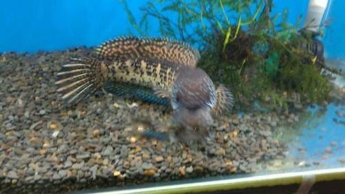 �ƽ��۾�����������Ҫ���ĸ� ������ô�����Ŀ�