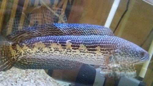 �ƽ��۾�����������Ҫ���ĸ� ������ô�����Ŀ�