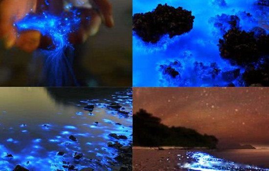 蓝眼泪是怎么形成的什么时候才有 平潭岛蓝眼泪几月份会出现