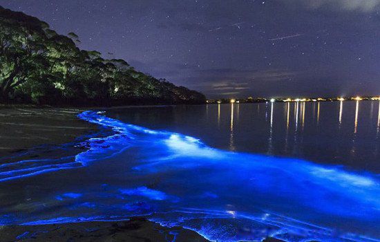 蓝眼泪是怎么形成的什么时候才有 平潭岛蓝眼泪几月份会出现