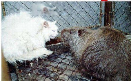 ���ʾ���������� ��ͷ���ʾ����ʲô�̶�