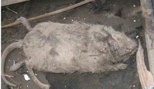 ���ʾ���������� ��ͷ���ʾ����ʲô�̶�