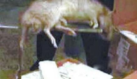 ���ʾ���������� ��ͷ���ʾ����ʲô�̶�