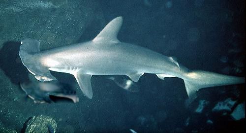 双髻鲨是什么样子 是不是锤头鲨为什么长这样