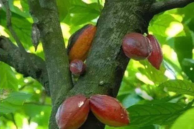 ����ľ��ʲô���� ���Ķ����ж�ǿ