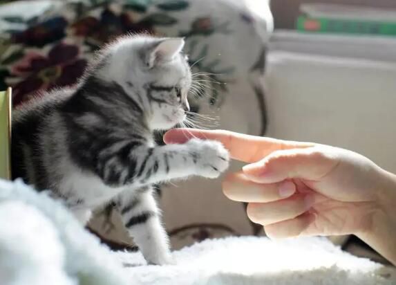 ��è����ʲô��˼ ������è��ʲôΣ��