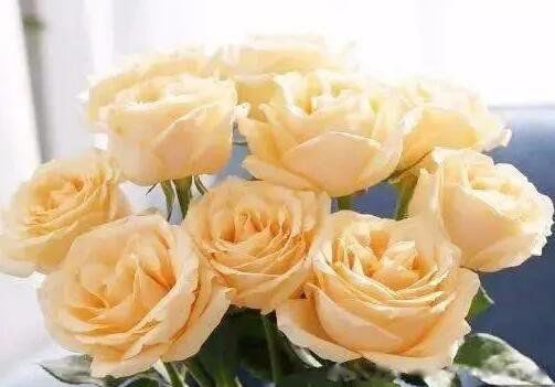 ����õ�廨��Ԣ����ʲô��˼ �ʺ���ʲô��