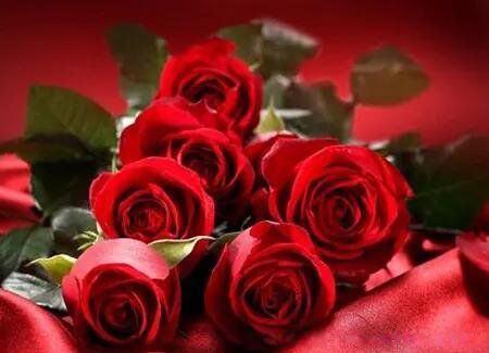 ����õ�廨��Ԣ����ʲô��˼ �ʺ���ʲô��