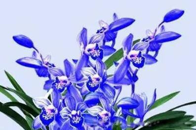 ����õ�廨��Ԣ����ʲô��˼ �ʺ���ʲô��