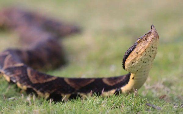 ����2022���Ƽ��˳���� 2022���������°����������