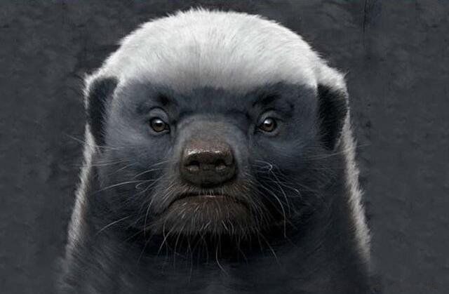 动物中的平头哥是什么动物 平头哥霸气图片不服就干