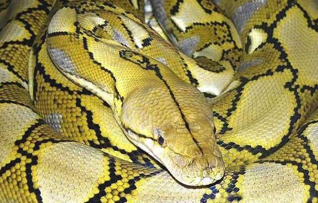 ����������������ѷɭ�ų����� ����������ѷɭ���ж��